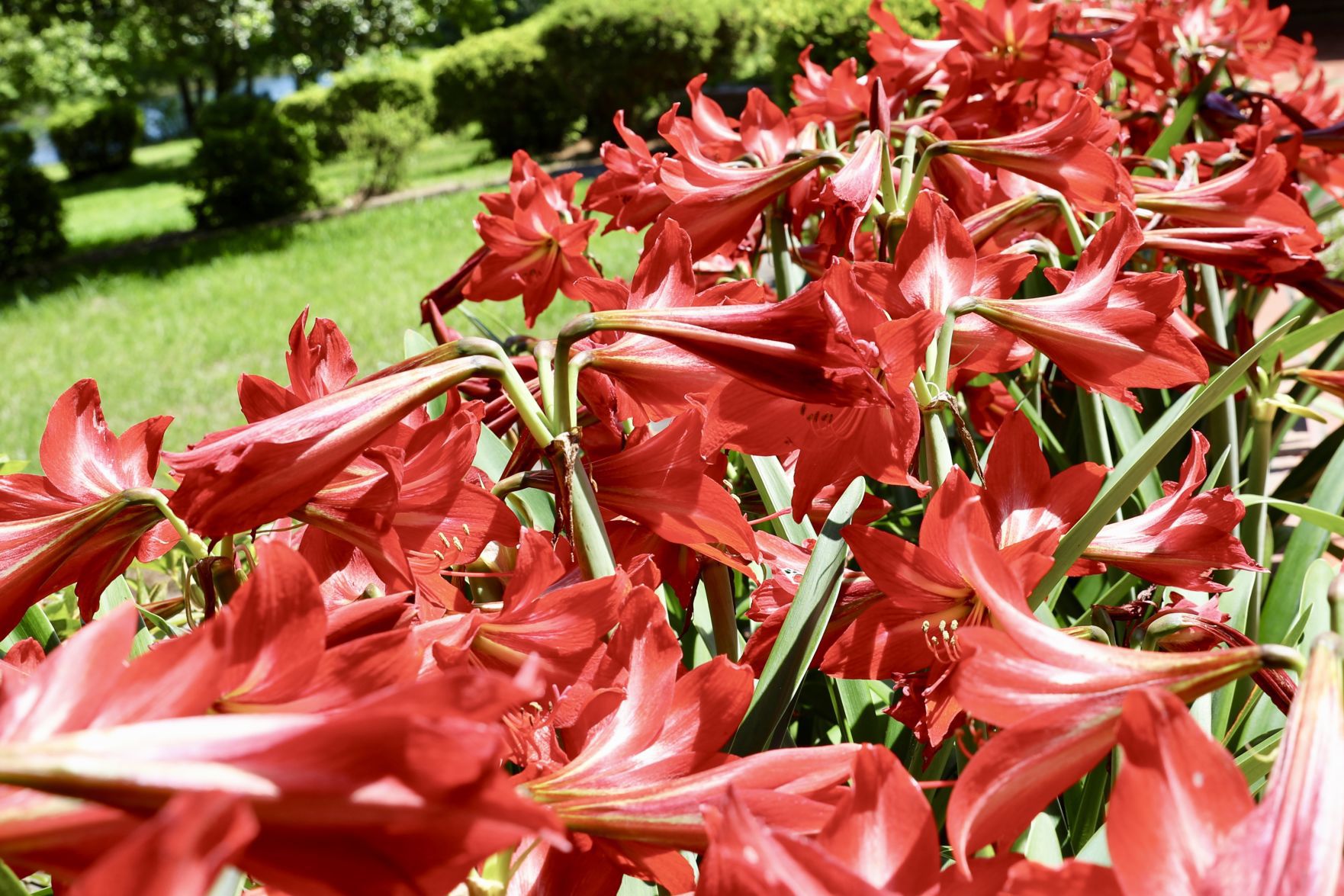 Amaryllis Bloom